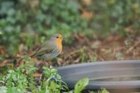 Erithacus rubecula
