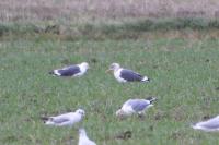 Larus fuscus