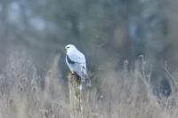 Elanus caeruleus