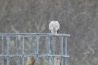 Accipiter nisus