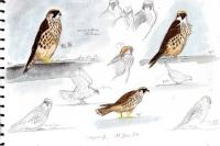 Falco peregrinus