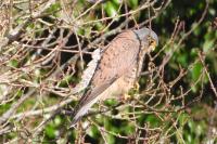 Falco tinnunculus