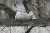Streptopelia decaocto