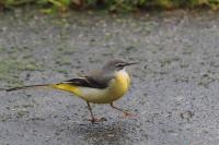 Motacilla cinerea