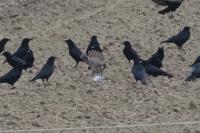 Falco peregrinus
