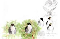 Falco peregrinus