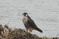 Falco peregrinus