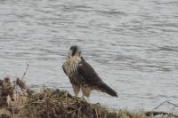 Falco peregrinus