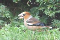 Coccothraustes coccothraustes