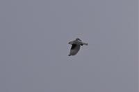 Elanus caeruleus