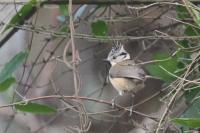 Lophophanes cristatus