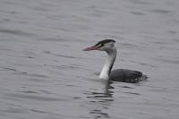 Podiceps cristatus