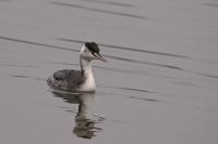 Podiceps cristatus