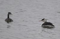 Podiceps cristatus