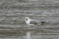 Larus michahellis