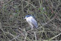 Nycticorax nycticorax
