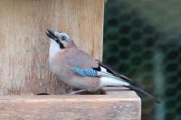 Garrulus glandarius
