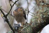Accipiter nisus