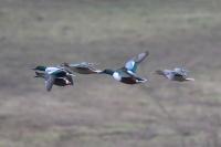 Spatula clypeata