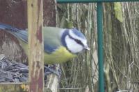 Cyanistes caeruleus