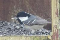 Periparus ater