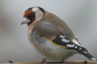 Carduelis carduelis