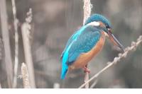 Alcedo atthis