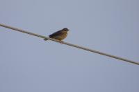 Anthus pratensis
