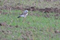 Turdus pilaris
