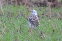 Turdus pilaris