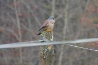Falco tinnunculus