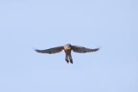 Falco tinnunculus
