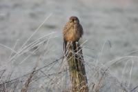 Falco tinnunculus