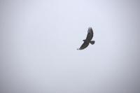 Buteo buteo