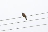 Falco tinnunculus
