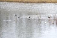 Fulica atra