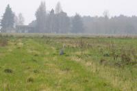 Ardea cinerea