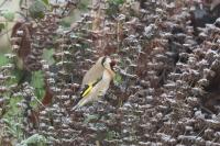 Carduelis carduelis