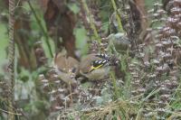 Carduelis carduelis