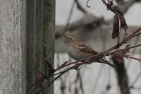 Passer domesticus
