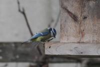 Cyanistes caeruleus