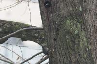 Sturnus vulgaris