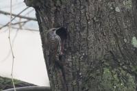 Sturnus vulgaris