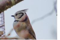 Lophophanes cristatus