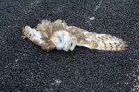 Tyto alba