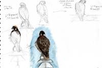 Falco peregrinus