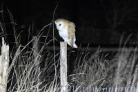 Tyto alba