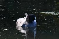 Fulica atra