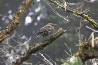 Sturnus vulgaris