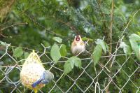 Carduelis carduelis
